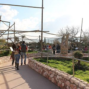 Ring-tailed lemur walkthrough, February 2016