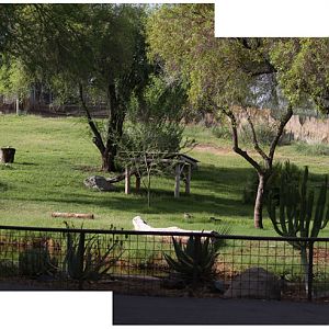 good cheetah exhibit