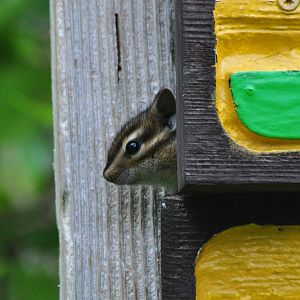Townsend's Chipmunk - Washington