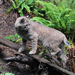 Bobcat