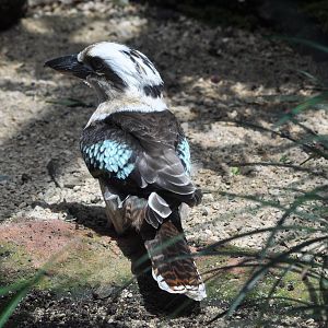 Laughing Kookaburra