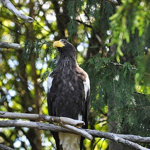 Steller's Sea Eagle