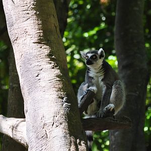 Ring-tailed Lemur