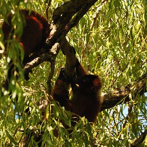 Red-ruffed Lemur