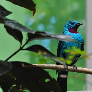 Spangled Cotinga