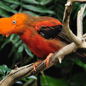 Andean Cock-of-the-rock