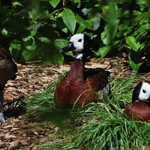 White-faced Whistling Ducks