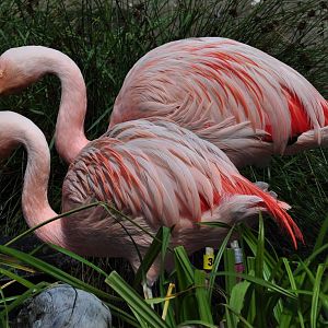 Chilean Flamingos