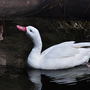 Coscoroba Swan