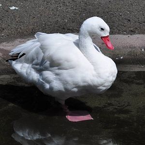Coscoroba Swan