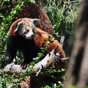 Red Panda