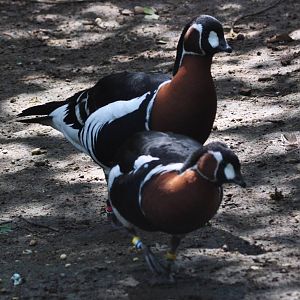 Red-breasted Geese