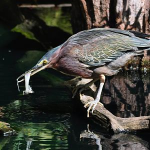 Green Heron