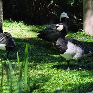 Barnacle and Emperor Geese