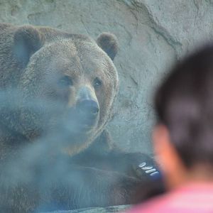 Brown Bear Exhibit - Den View