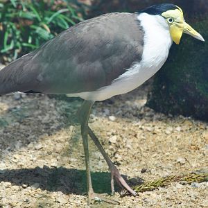 Masked Lapwing