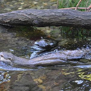 Asian Small-clawed Otter