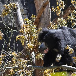 Sloth Bear
