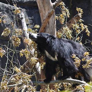 Sloth Bear