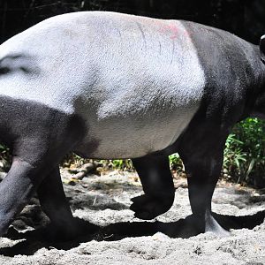 Malayan Tapir