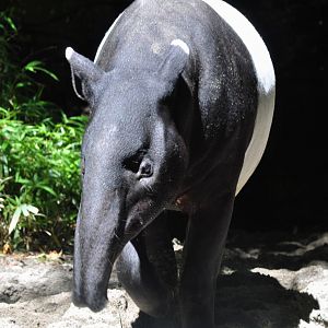 Malayan Tapir