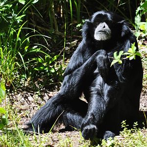 Siamang