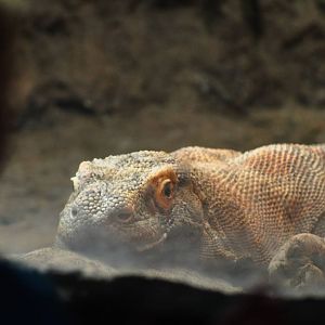 Komodo Dragon Exhibit