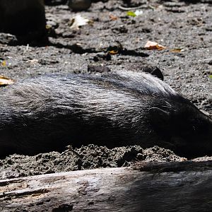 Visayan Warty Pig