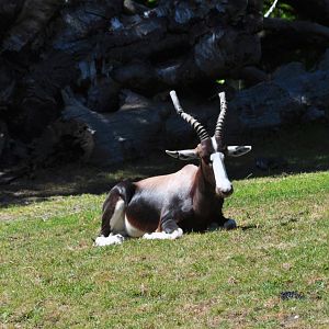 Bontebok