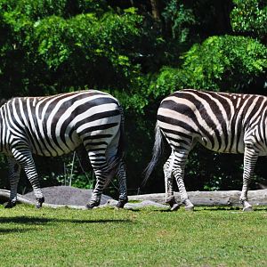 Zebras