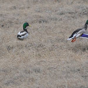 Mallards - Alaska
