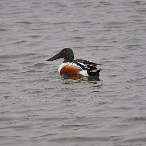 Northern Shoveler - Alaska