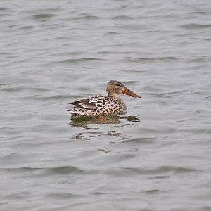 Northern Shoveler Duck - Alaska