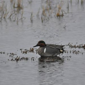 Green-winged Teal - Alaska