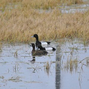 Greater Scaups - Alaska