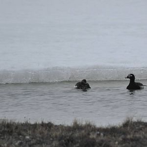 Long-tailed Ducks and Red-necked Phalarope - Alaska