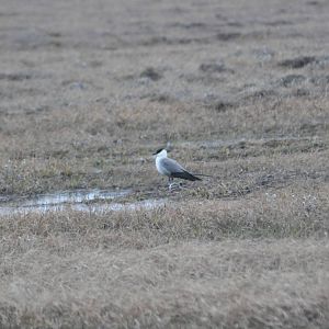 Long-tailed Jaeger - Alaska