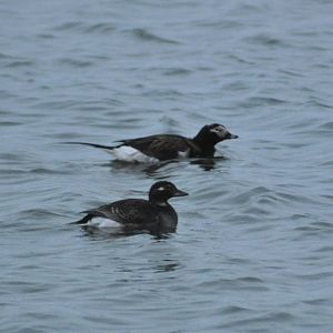 Long-tailed Ducks - Alaska