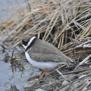 Semi-palmated Plover - Alaska