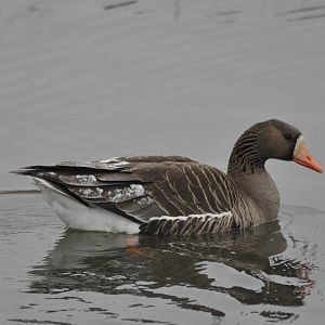 Greater White-fronted Goose - Alaska
