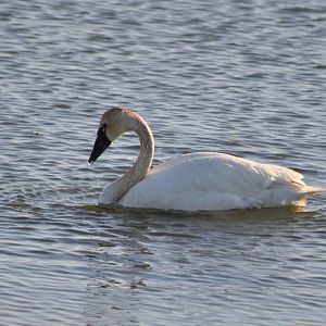 Tundra Swan - Alaska
