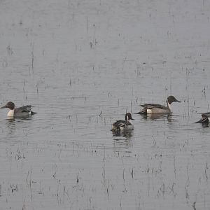 Northern Pintails - Alaska