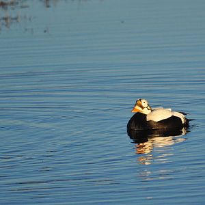 Spectacled Eider - Alaska