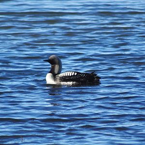 Pacific Loon - Alaska