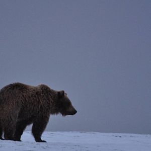 Brown Bear - Alaska