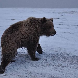 Brown Bear - Alaska