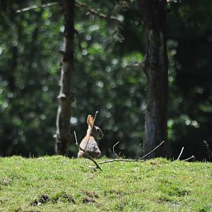 Eastern Cottontail - Washington