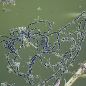 Toadspawn, February 2016