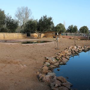Pygmy hippo, February 2016