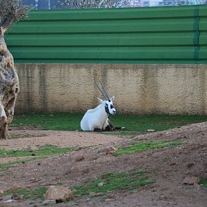 Arabian oryx, February 2016
